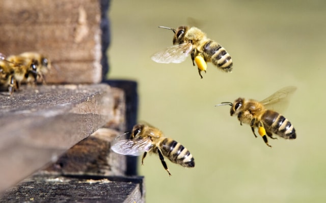 Ingredient profile: The amazing honey (bee)!