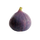 Fig